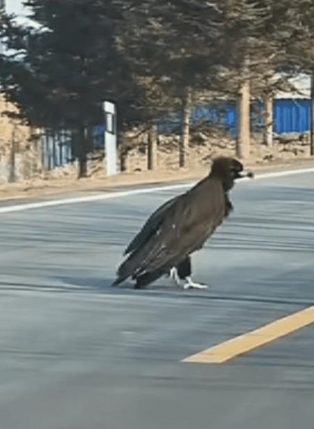 “神雕侠侣果然没骗人！”吉林珲春，一女子开车时突然看到前面有个黑乎乎的大鸟，停车