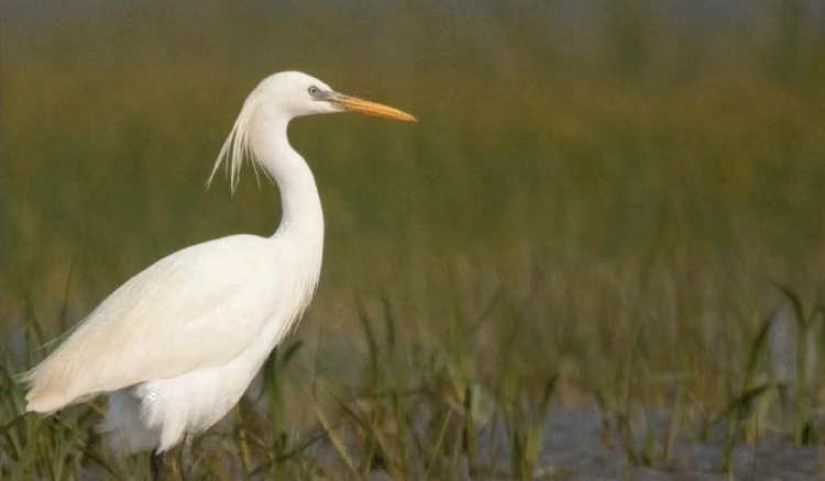 “神秘访客”用翅膀“投票”，南通海门交出高分“生态答卷”