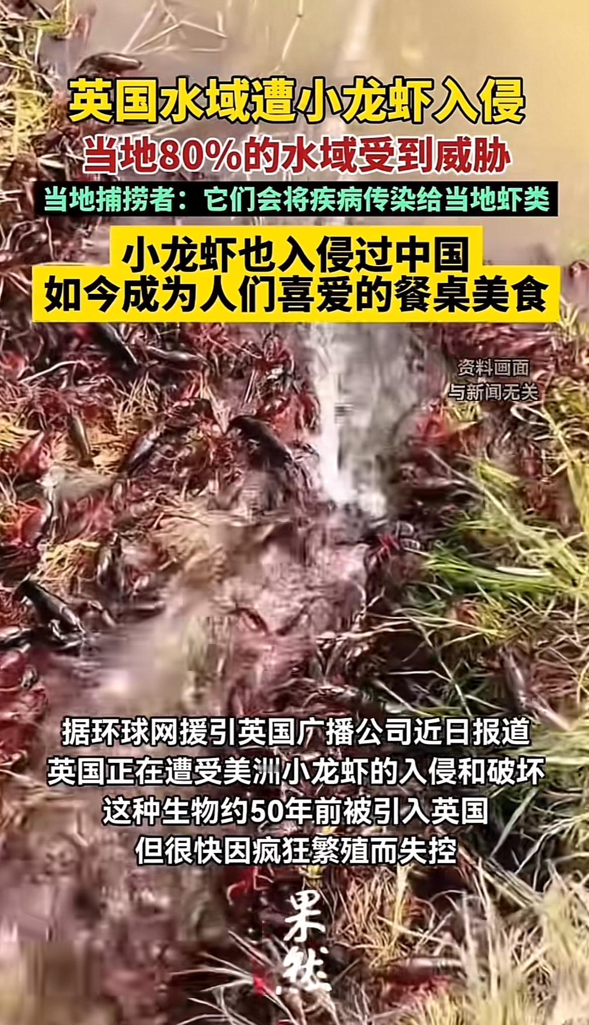 英国现在八成水域都遭了美洲小龙虾的殃，这种原产自美国路易斯安那州、墨西哥湾沿岸的