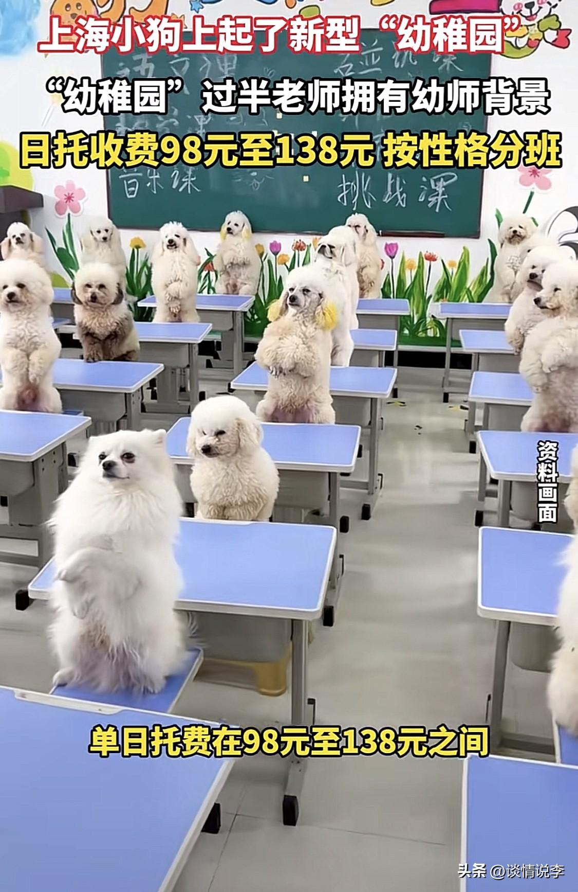 谁能想到呢，这社会变化太快了，上海小狗都上幼稚园了！

都说人比人气死人，现在是