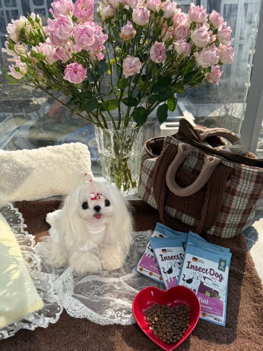 小狗日｜是春天的味道呀🌸