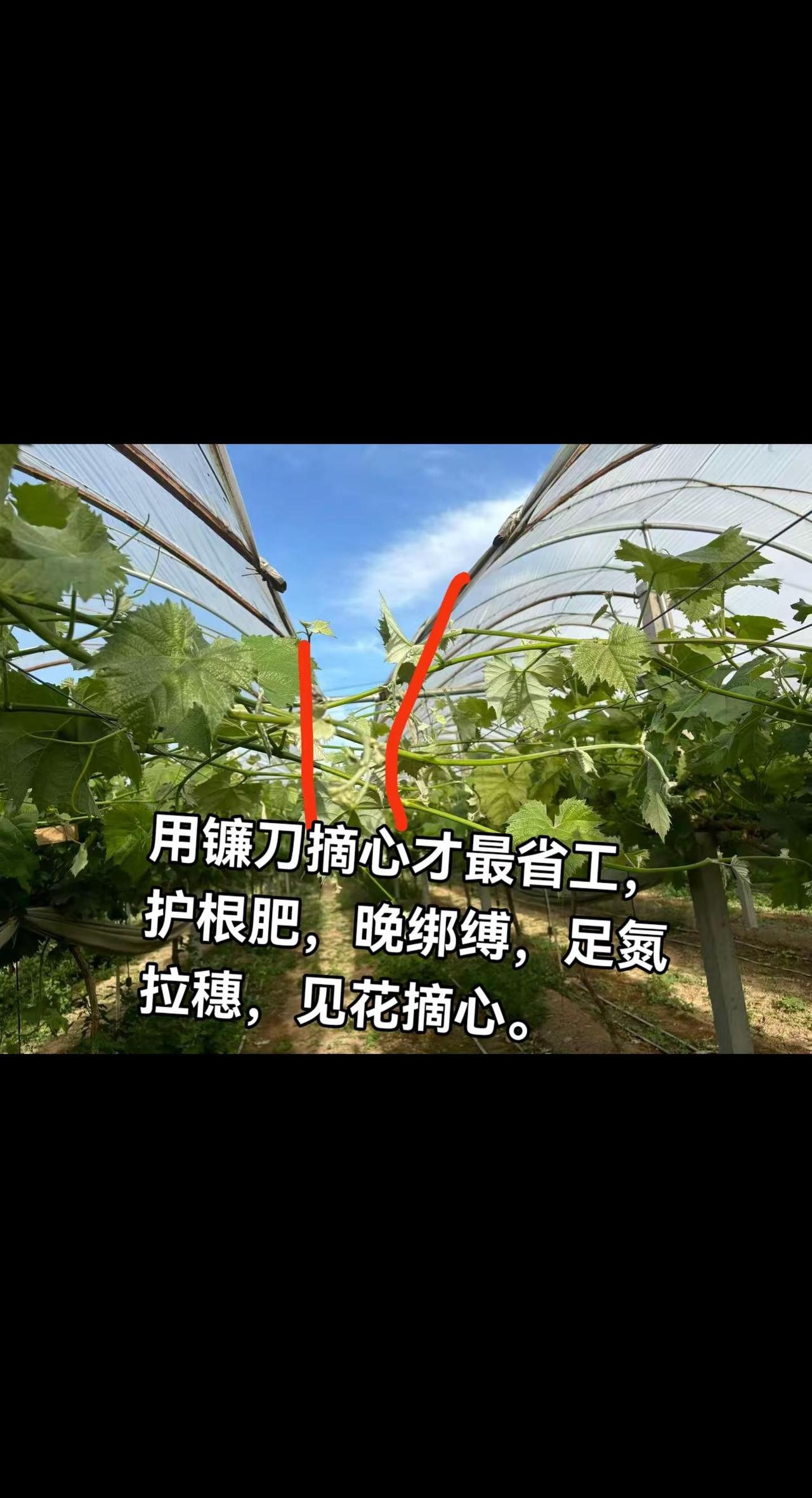 用镰刀摘心