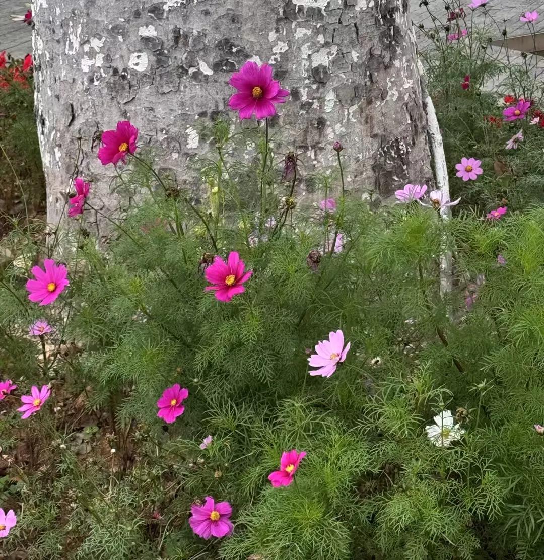 生命
在夜与昼的交替中穿行
有时满眼繁花
有时面目狰狞
我在深渊最深处
向上伸出
