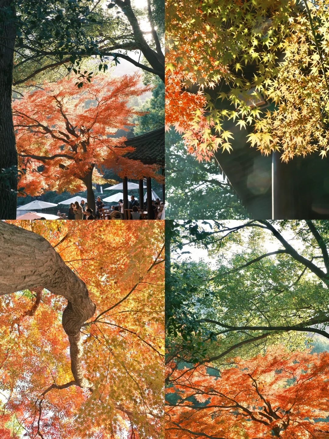 超小众！苏州市区1️⃣小时车程绝美赏秋地🍂