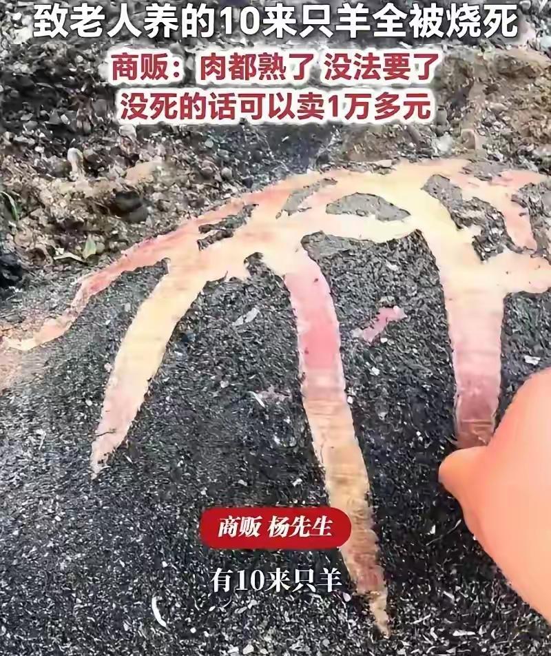 杨絮毛自燃起火，十几只羊被烧成黑炭。收羊人：太可惜了，这堆羊一万多 ！

起因是