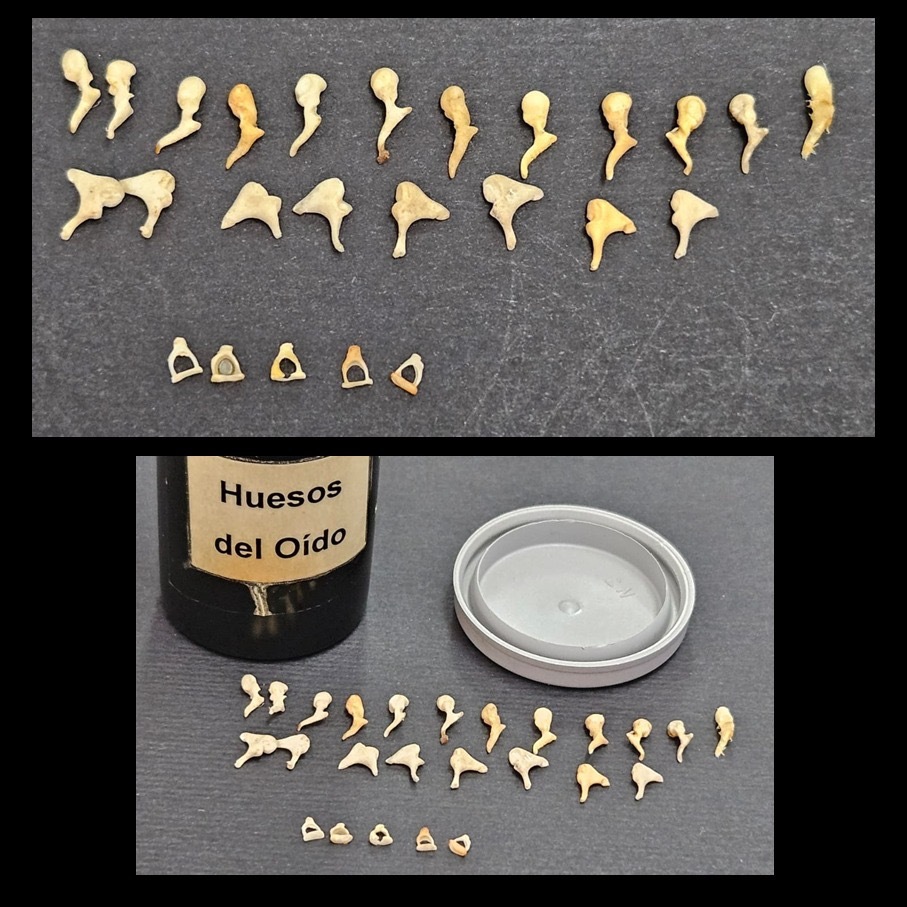 来猜猜，这是什么骨头