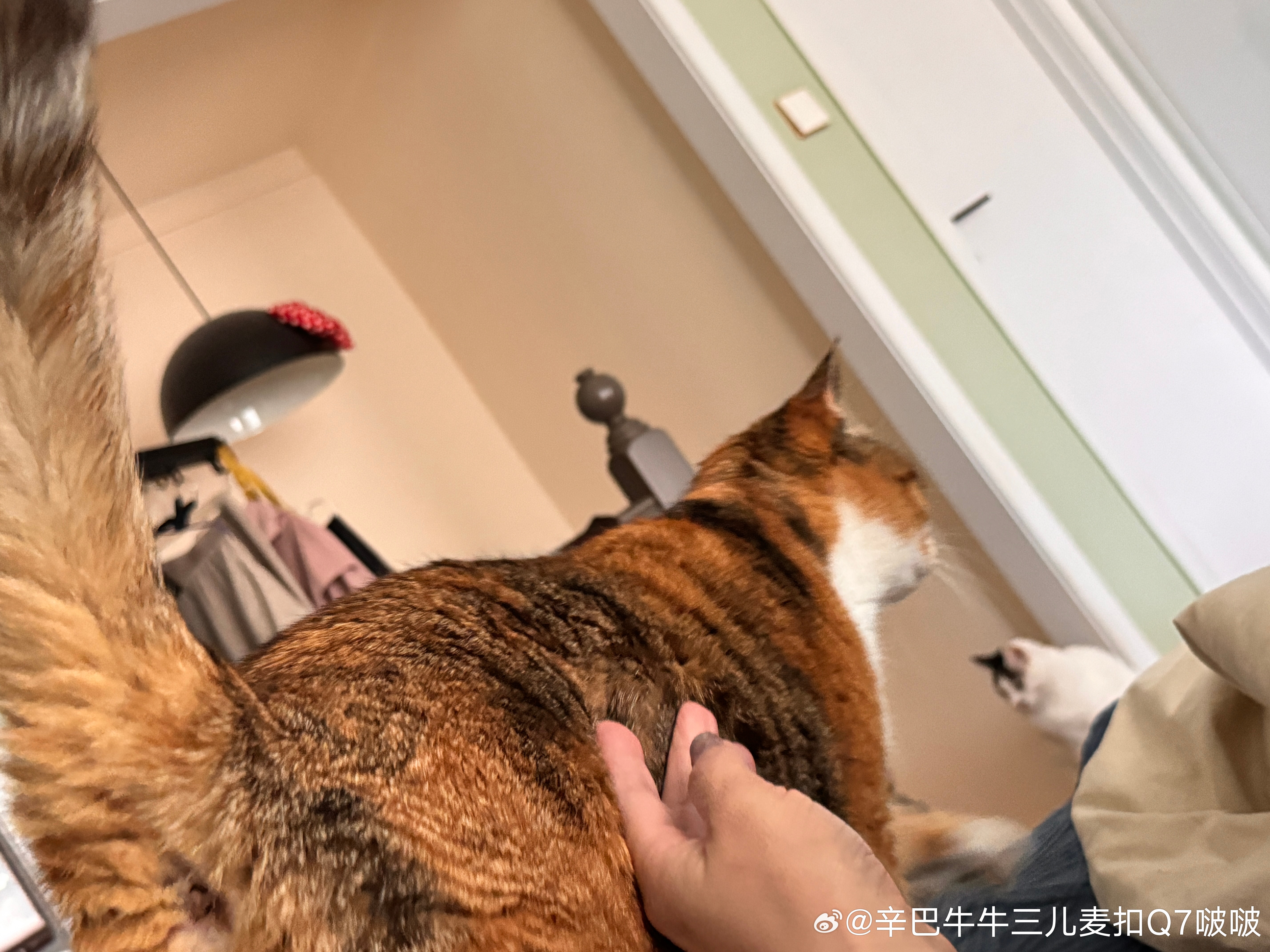 辛巴，我和如意不是真的，你别走。妈，我只是去另一边陪你，你别紧张。我大闺女，就是