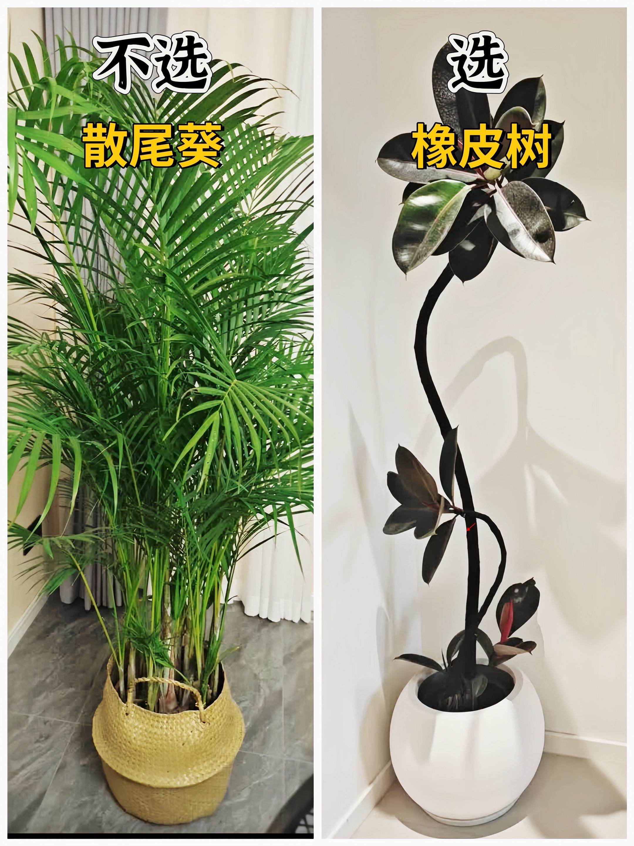 新家客厅绿植十选十不选，看这一条就够了！家里绿植这样选，既好看又好养...