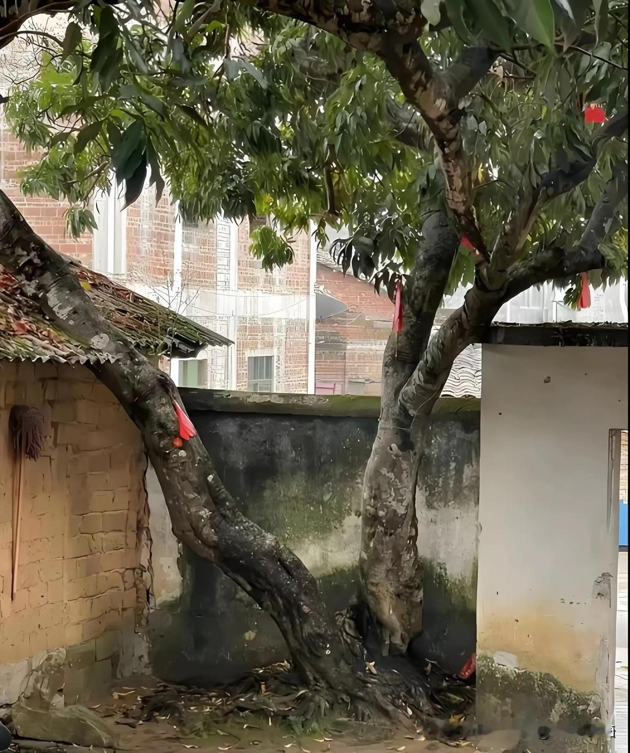 荔枝树枝越界引纠纷，男子怒而砍树反赔800元！法院：这事做错了

自家院子里，邻