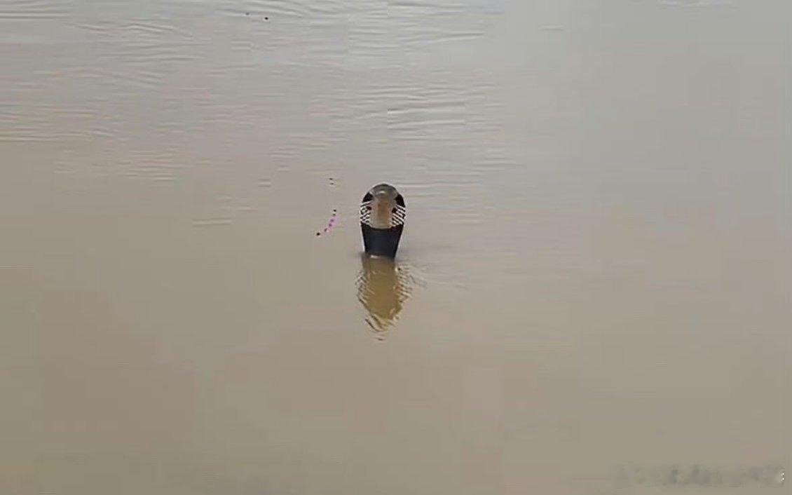 广西 蛇场       广西遭遇暴雨导致洪涝灾害，一些养殖蛇场也在洪水中被冲垮，
