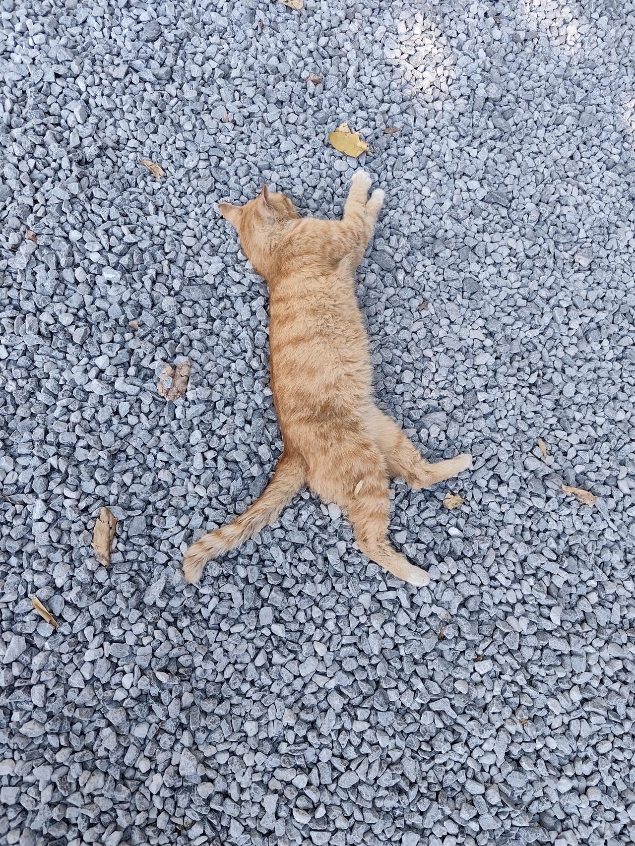 这是前几天去猫咪乐园玩耍，拍下来的照片。猫猫们随处大小躺，一点也不在意身边是否有