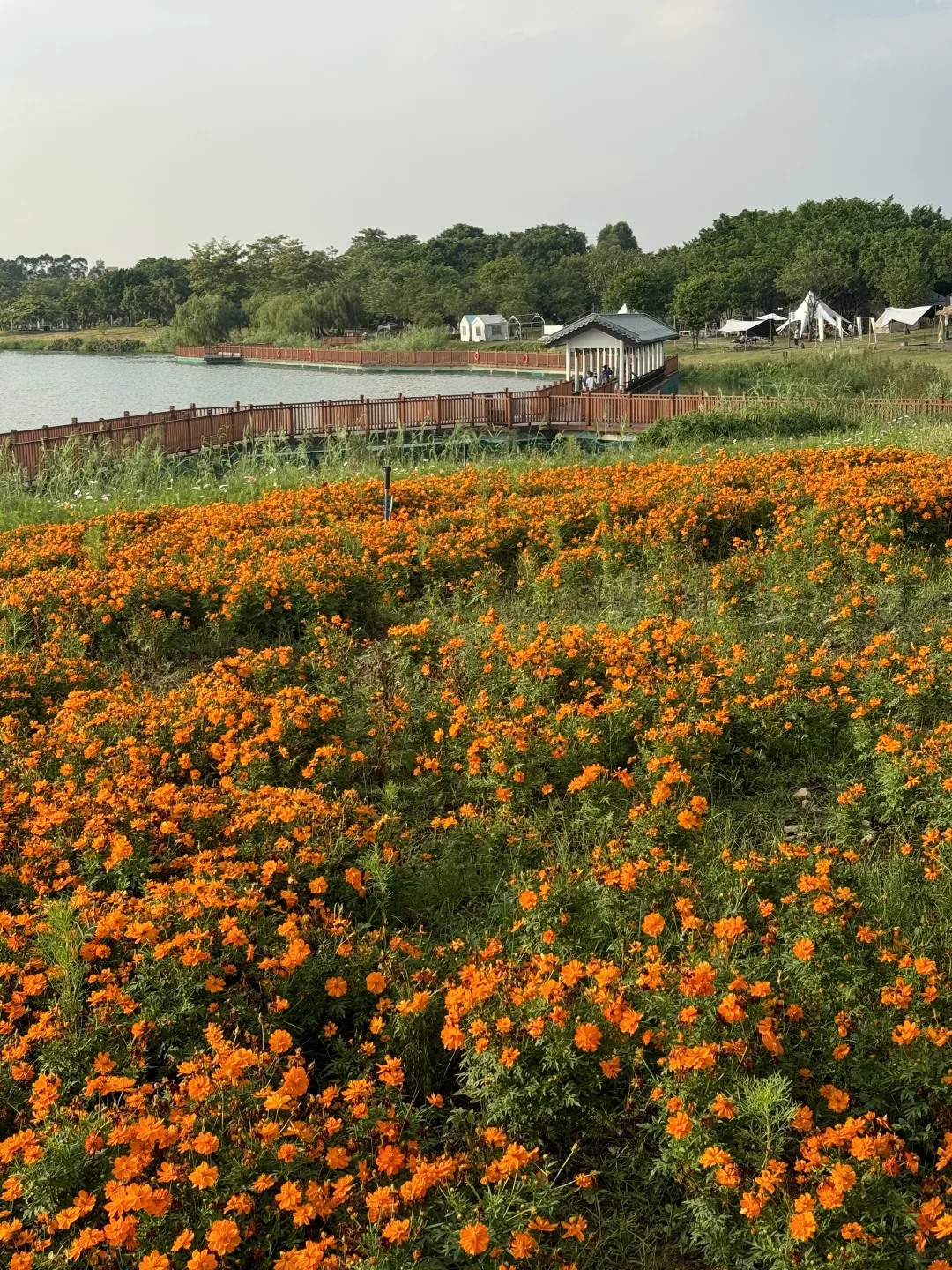 10月14日实拍‼️白云湖已经被菊色花海淹没啦