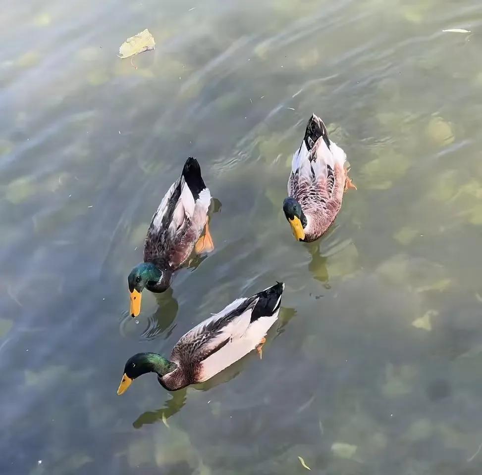 有一颗平静的心，才能欣赏到最美的风景。
