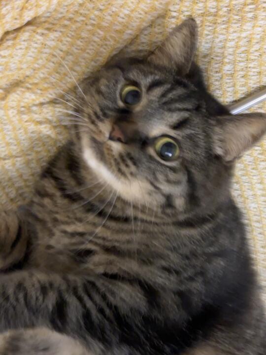 谁能抗拒一只可爱猫咪呢！