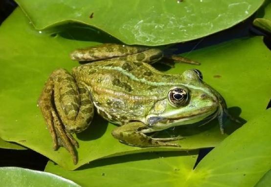 最大的台独分子，再也藏不住尾巴，终于露出来了肮脏的脑袋！原来，最大的台独分子不都