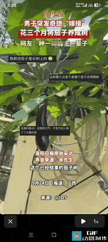 脑子太好用了！江西一位大叔突发奇想，给茄子做嫁接，仅仅三个月，就把茄子秧养成了茄