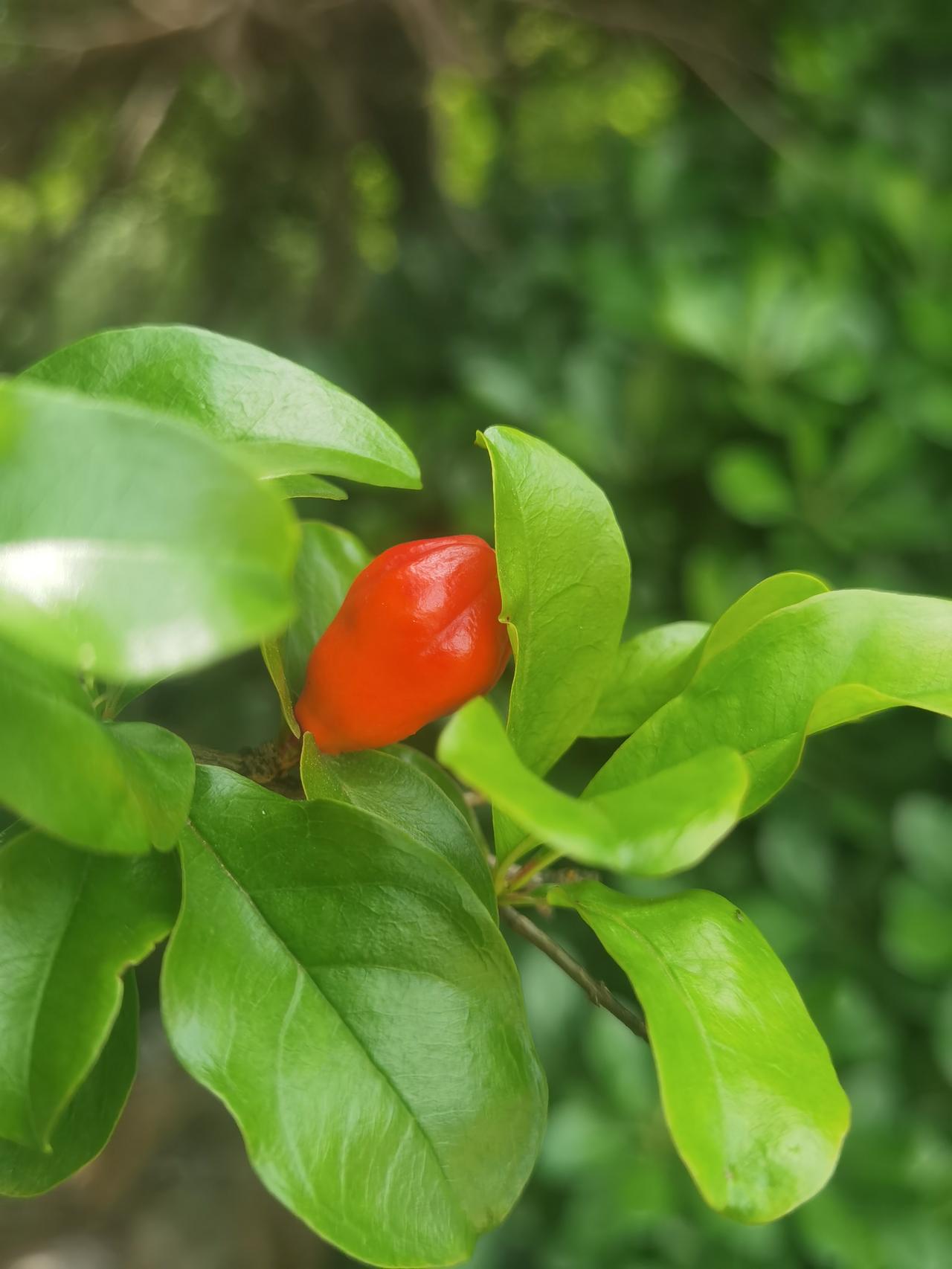 石榴花开，在中兴大道上拍的。