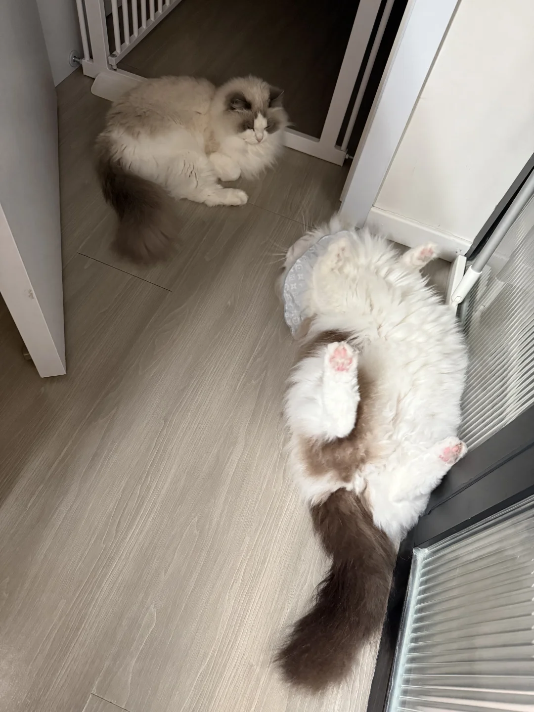 数猫1️⃣2️⃣……