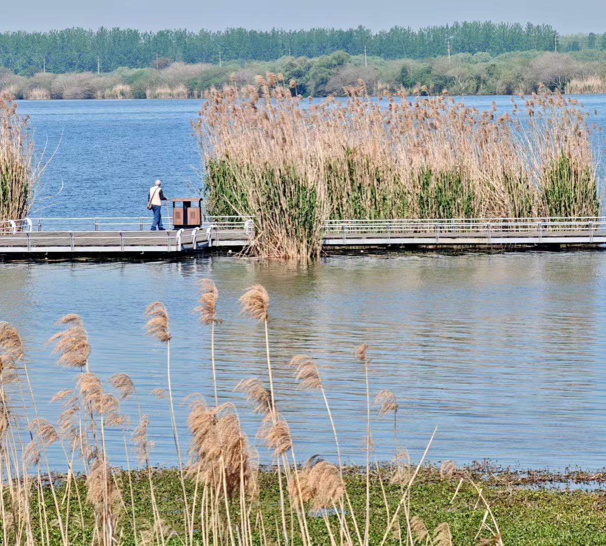 旅行随手拍风掠过芦苇，湖面漾开细碎的波纹。沿着栈道慢慢走，看水天一色，听风穿过苇