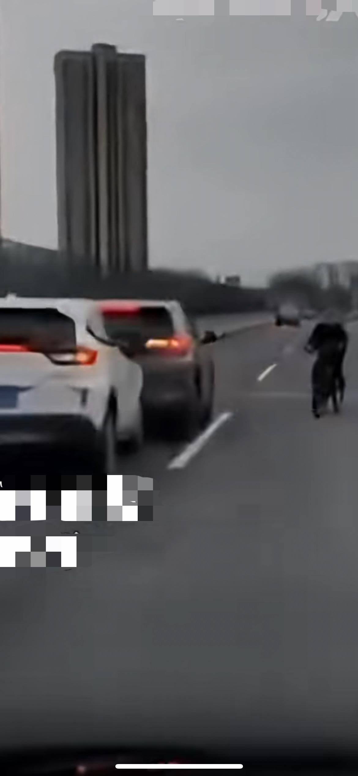 3月6日四川成都，大爷骑着自行车在高架上逆行，小车为了躲避大爷紧急刹车，后车来不