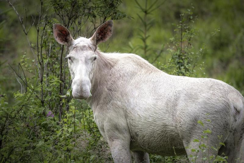 2025年12月，一处被白雪覆盖的林间惊现罕见白色驼鹿，像雪中精灵般若隐若现。它