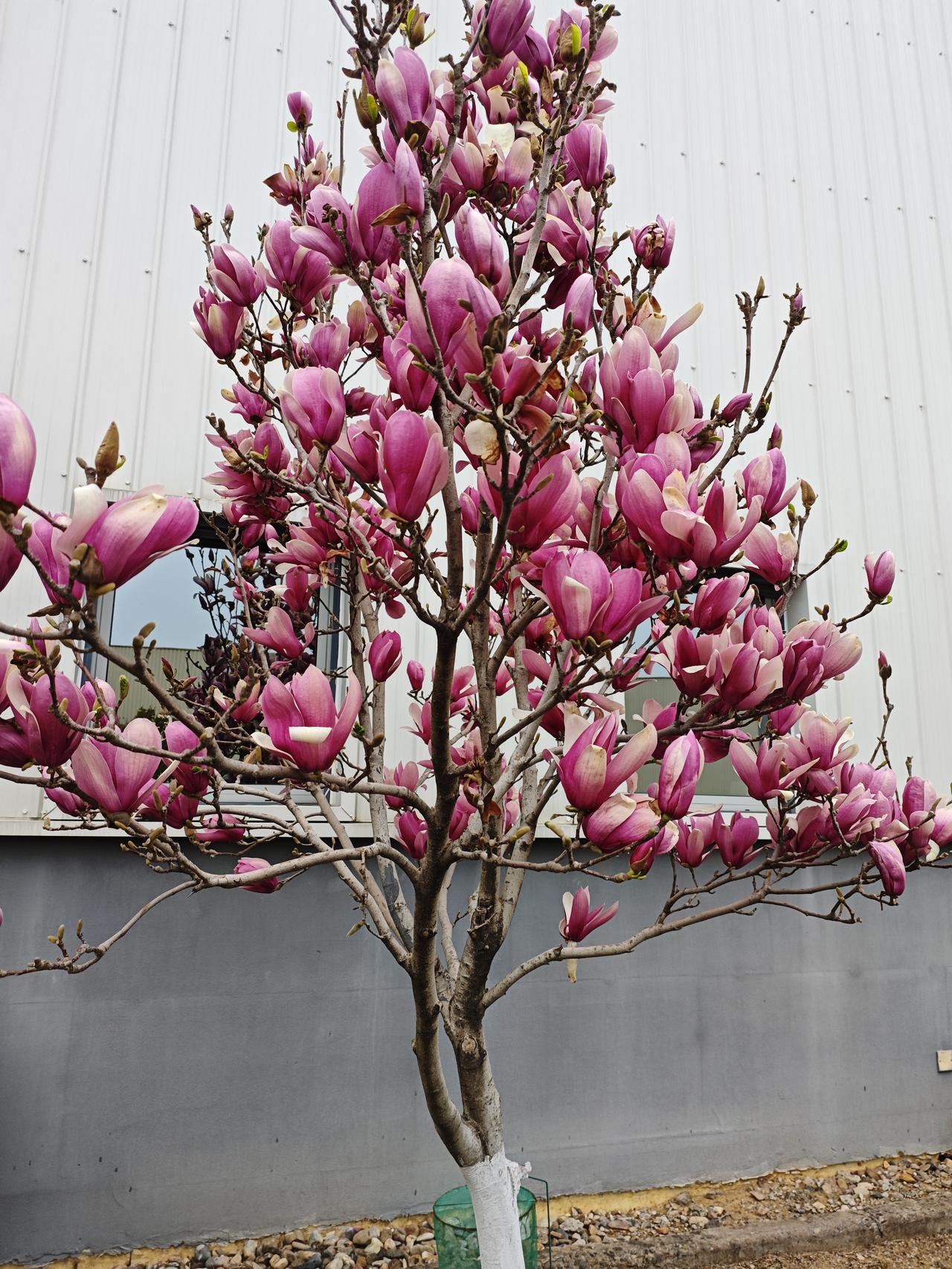 看河 看花 看草！