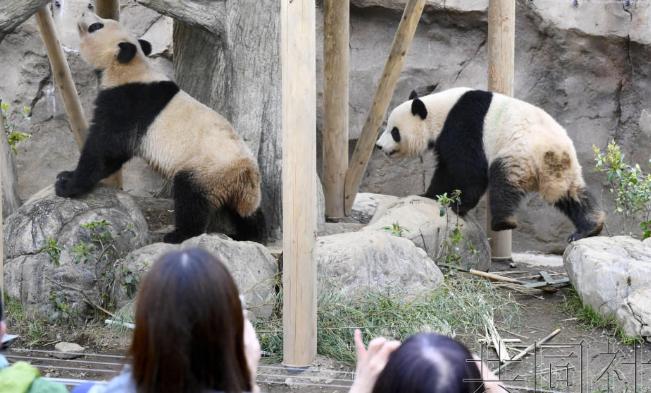 日本突然宣布了！
12月15日，日本东京都政府发布消息称，旅居日本东京上野动物园