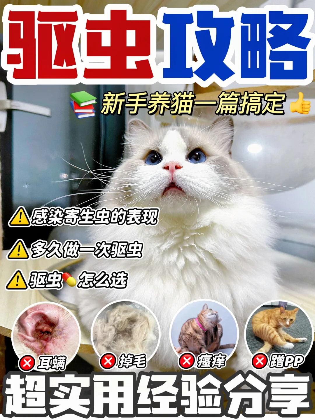 科学养宠定期驱虫！新手养猫怎么选驱虫～