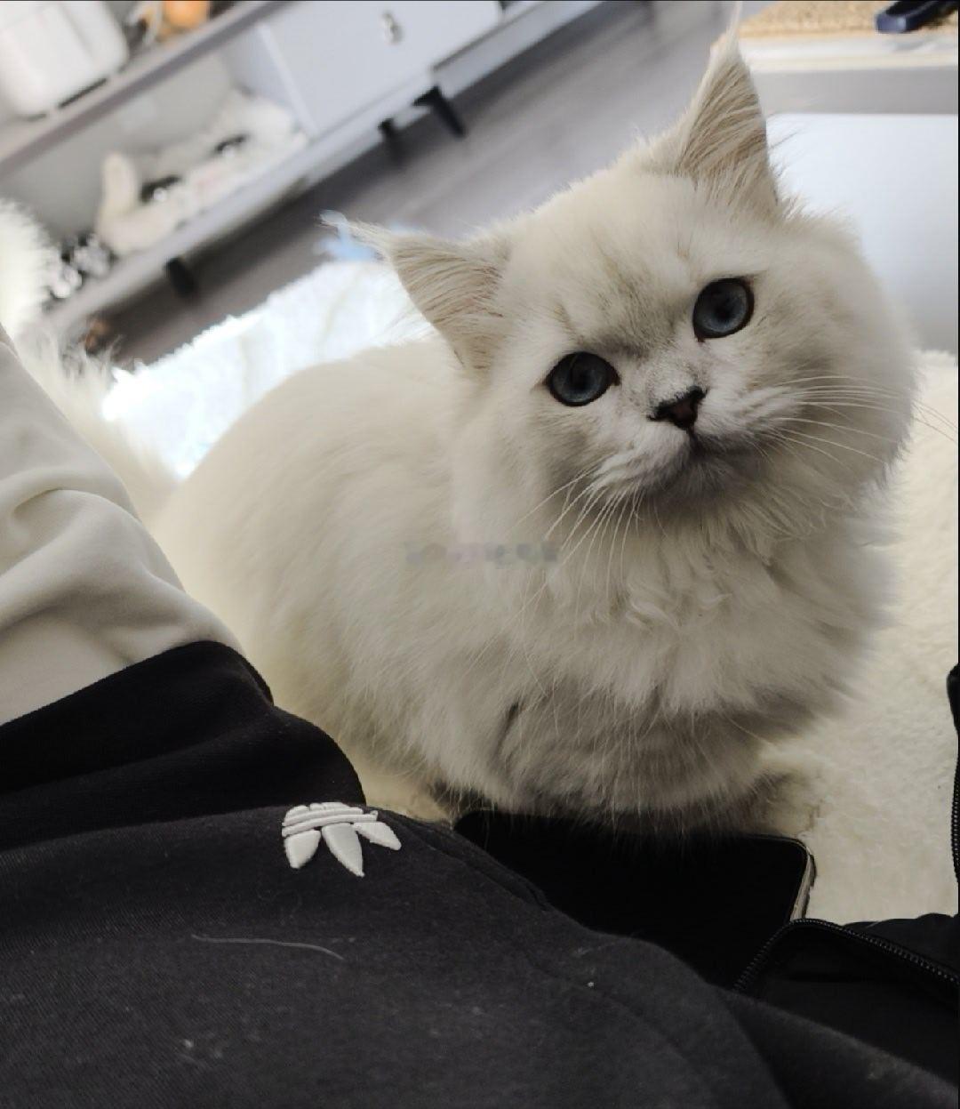 小县城取消中考选拔全员直升高中我家猫都不信，这政策敢放老家郸城吗