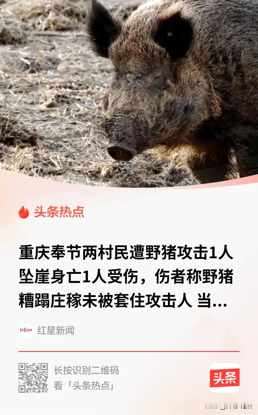 重庆奉节野猪伤人事件概况
 
8月22日，重庆奉节县红土乡野茶村，两名村民因自家