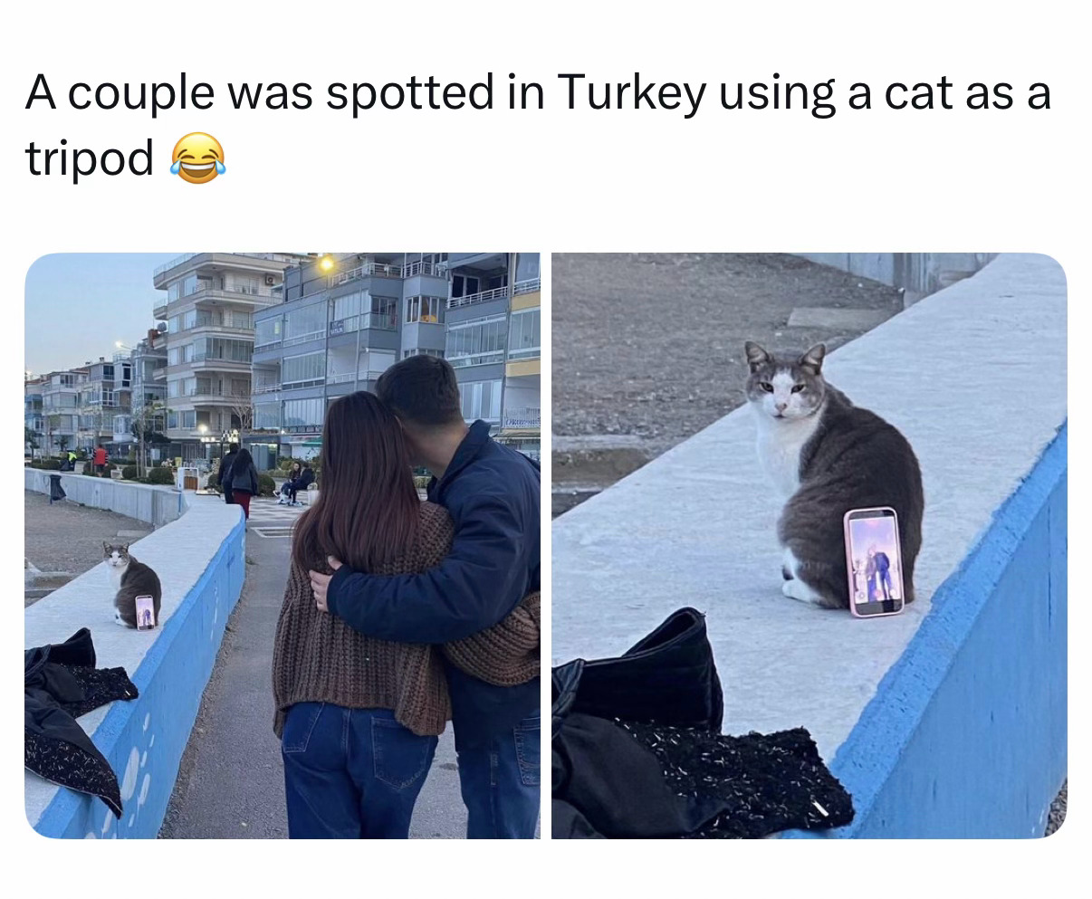 土耳其一对情侣用小猫当三脚架走红