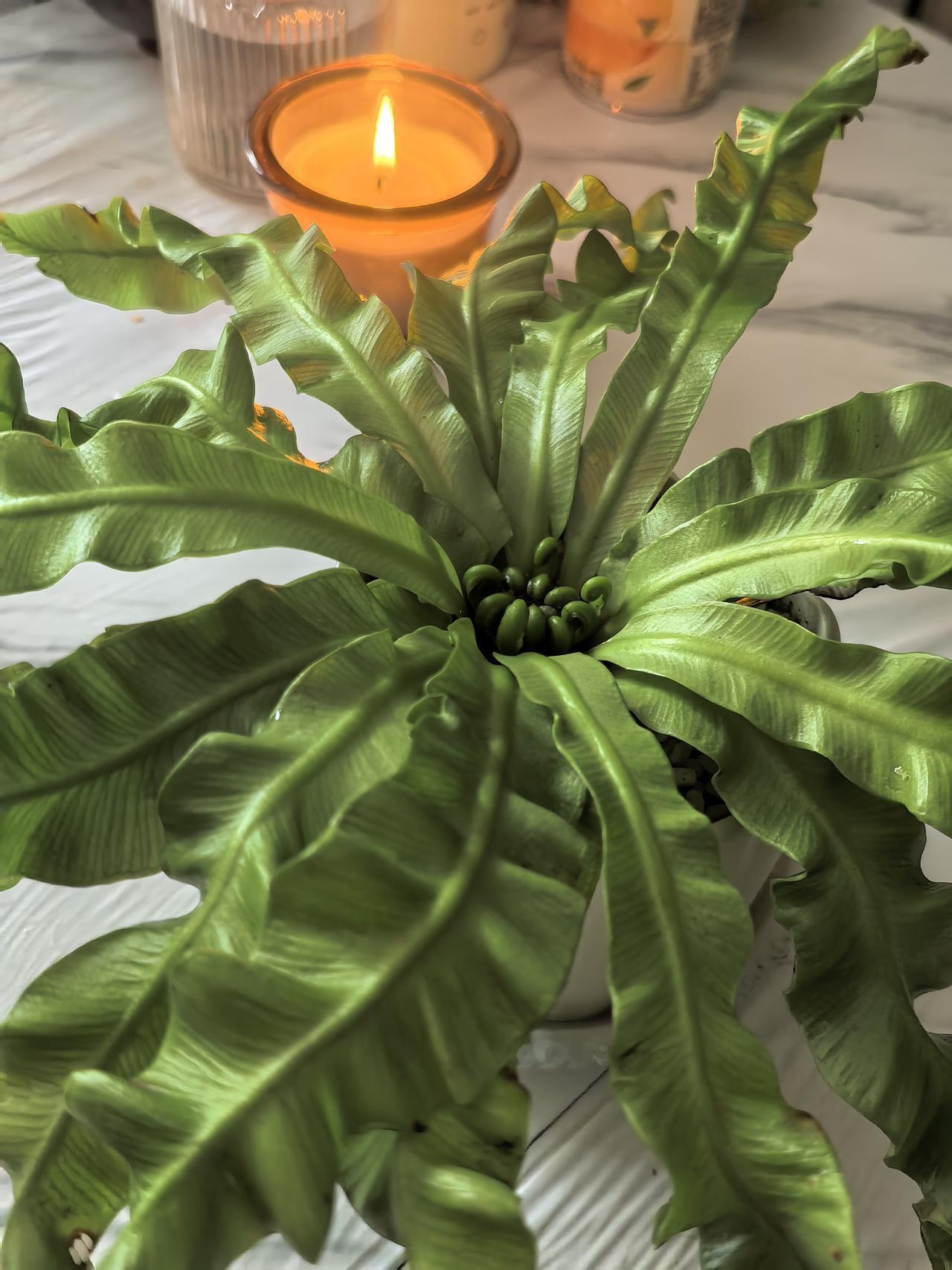 好看不我的火焰鸟巢蕨，这花又生病了，最近叶子上老出现黑色粉末，我还以为发霉了，一