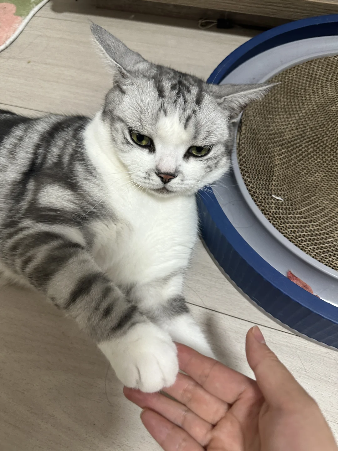 吵架后男室友垮着个脸一直不愿和好😮‍💨
