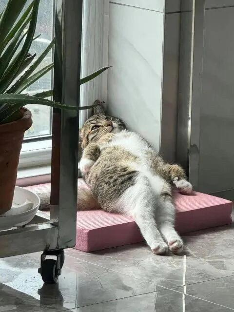 咪也有心事：下顿该吃什么 