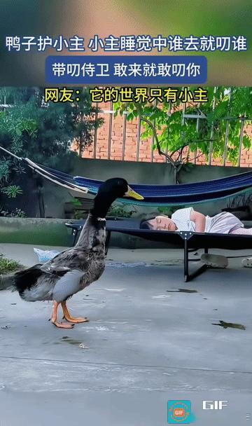 三品带刀侍卫！
麻鸭子，最厉害的鸭子，嘴上功夫可了不得。
小鸭子还带有金项链，怪
