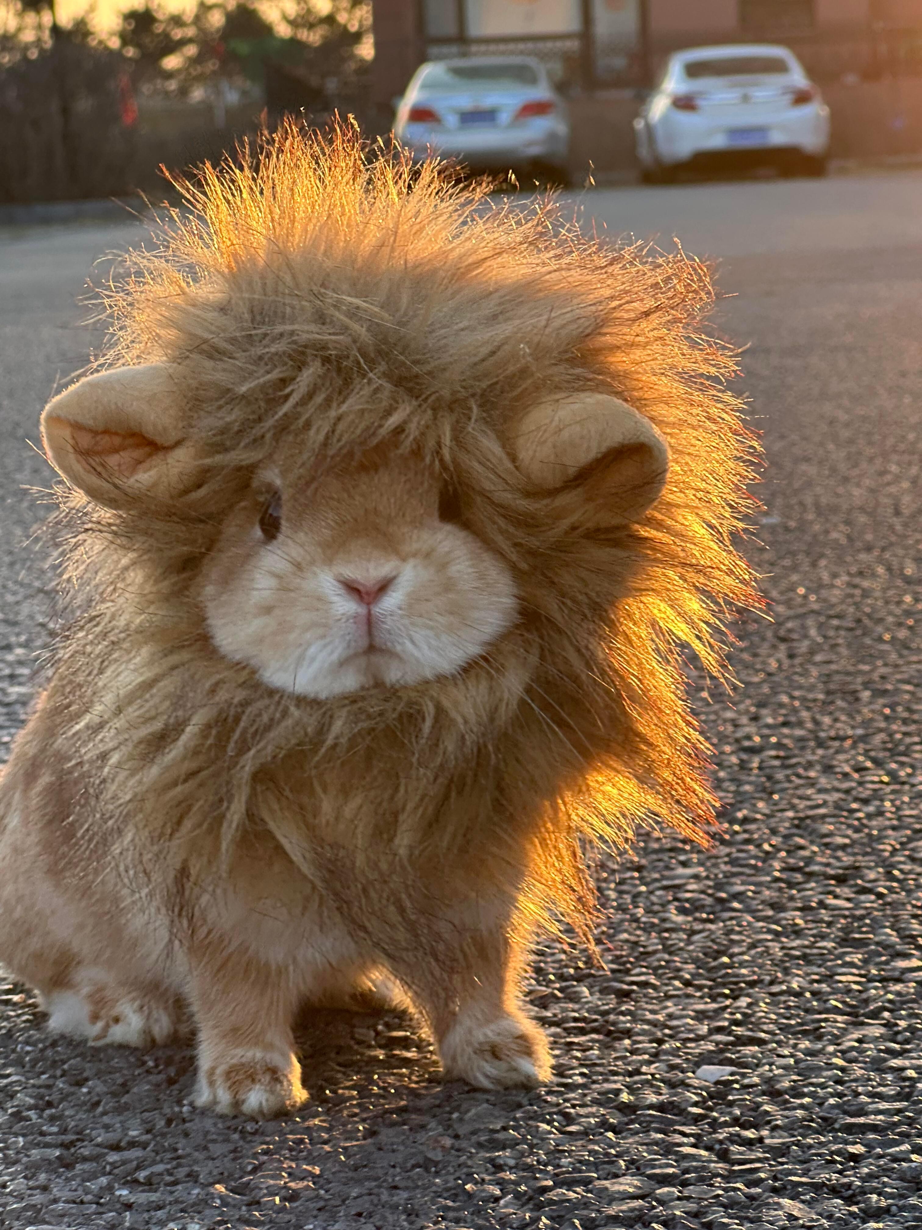🐰🦁 