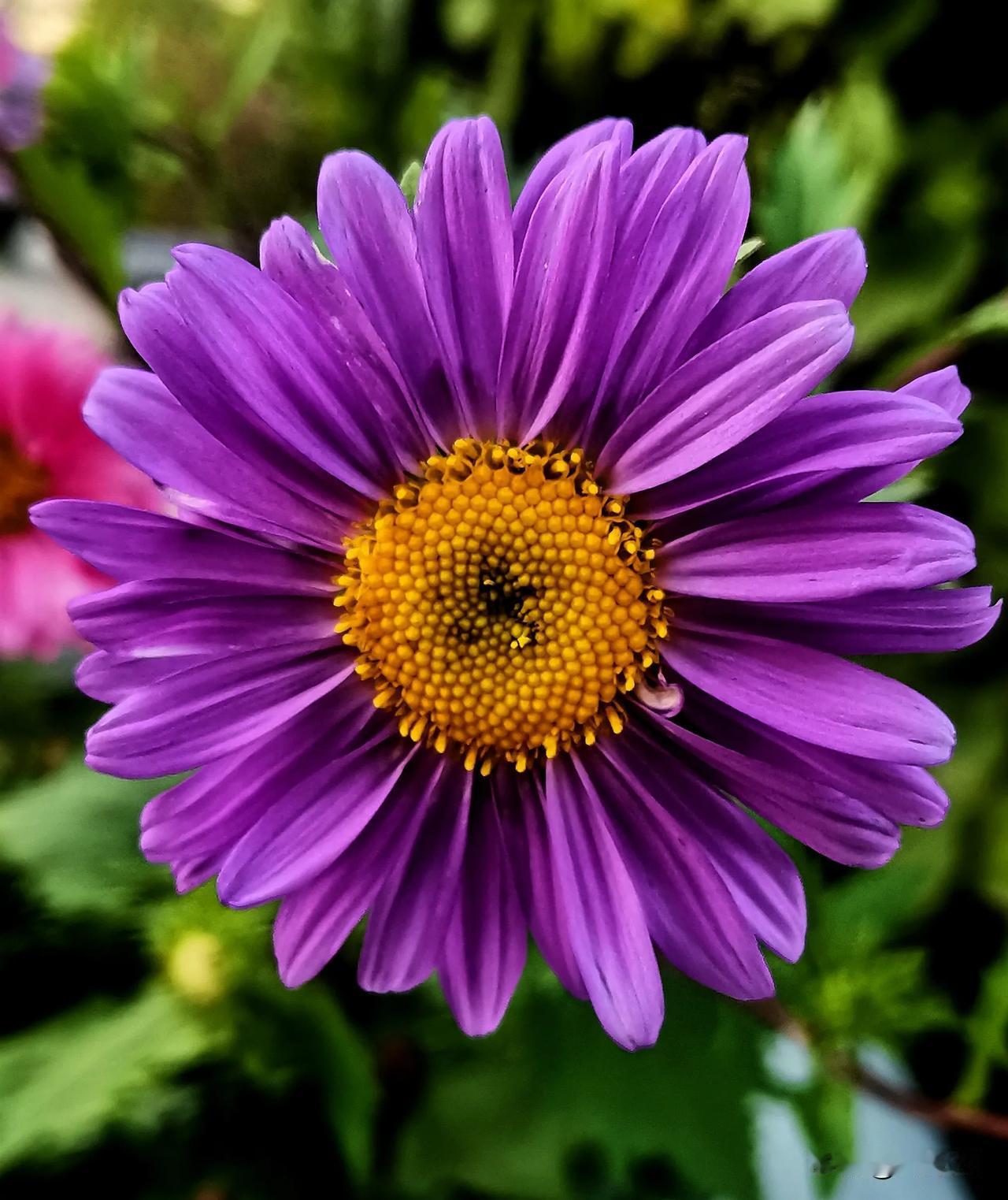 （原创）
漫步生态园  随手记录美秋菊