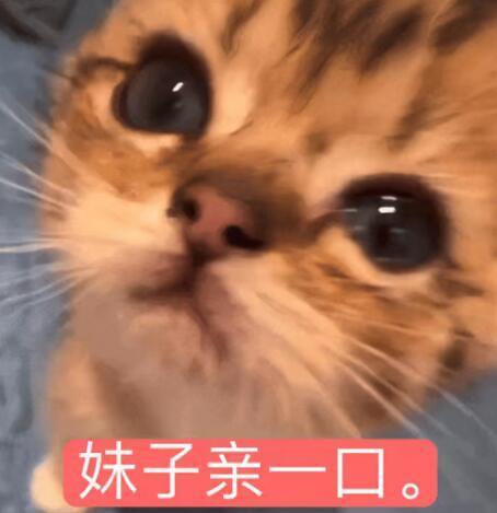 猫咪表情包｜小猫表情包｜表情包