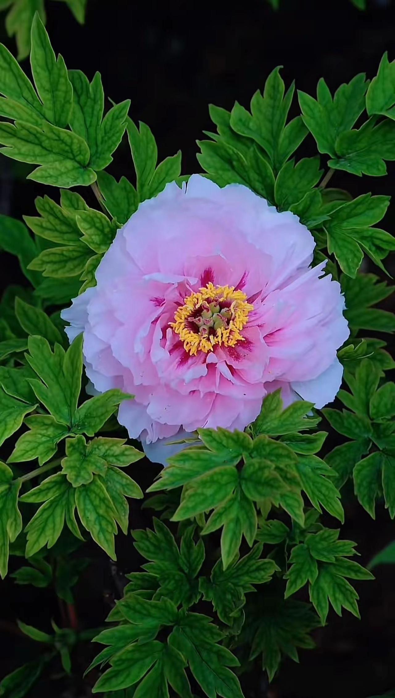 好美漂亮的牡丹花，雍容华贵花容月貌。