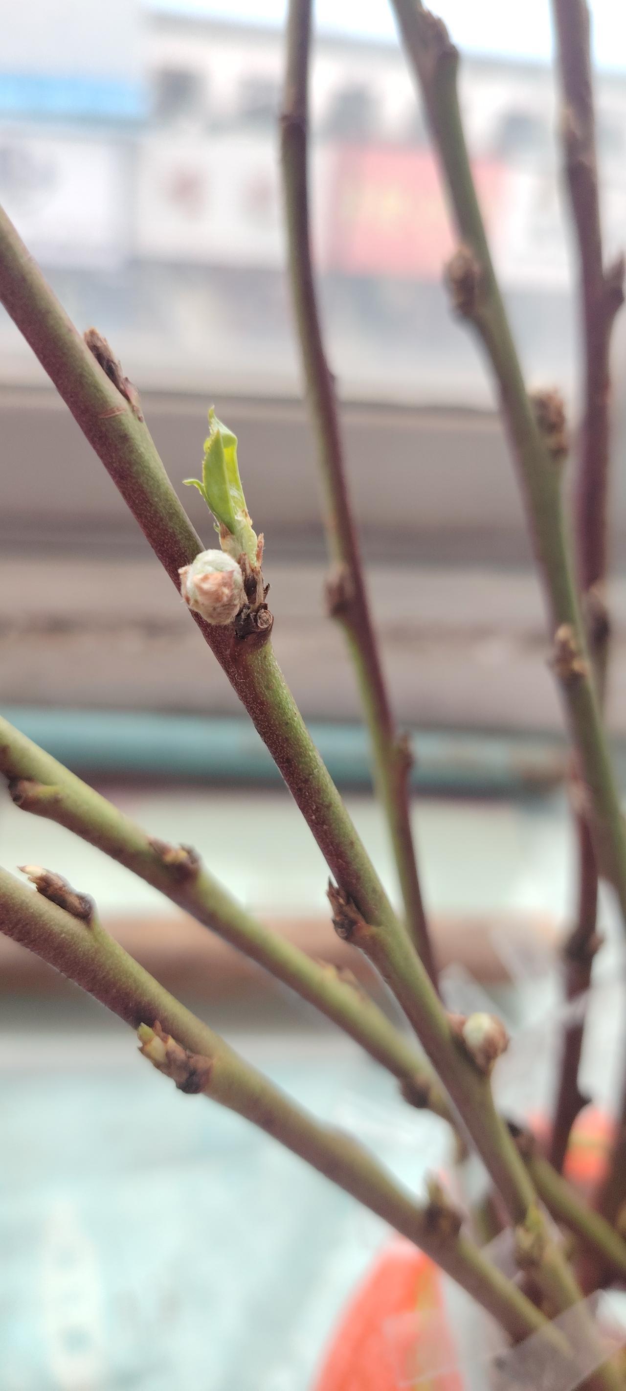 你们看，我这是不是腊梅花苞。拼多多上出4元钱买的21根梅花枝，水培已有一个月又十