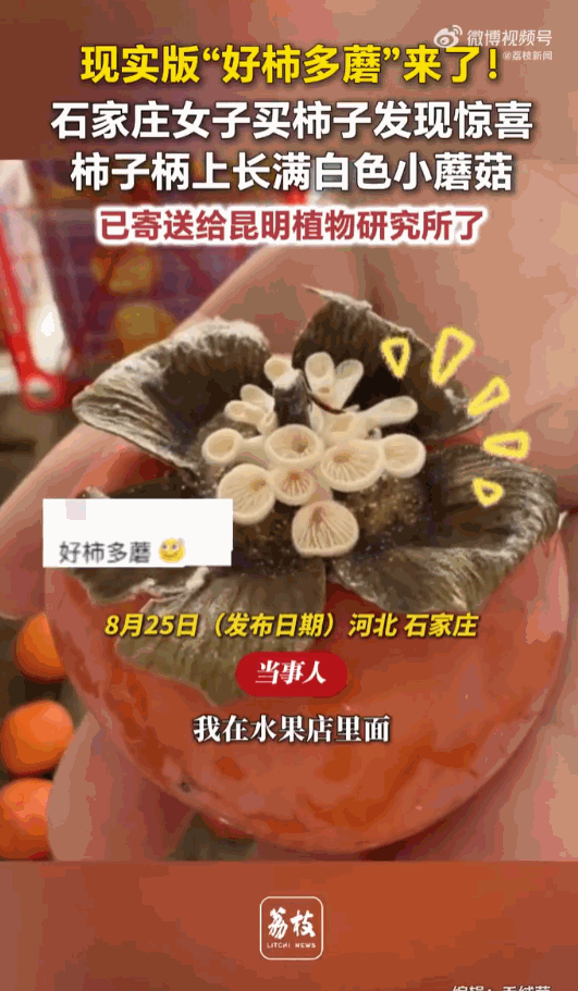 现实版“好柿多蘑”来了！河北石家庄一水果店里，女子挑柿子的时候，硬是挑出了一颗让