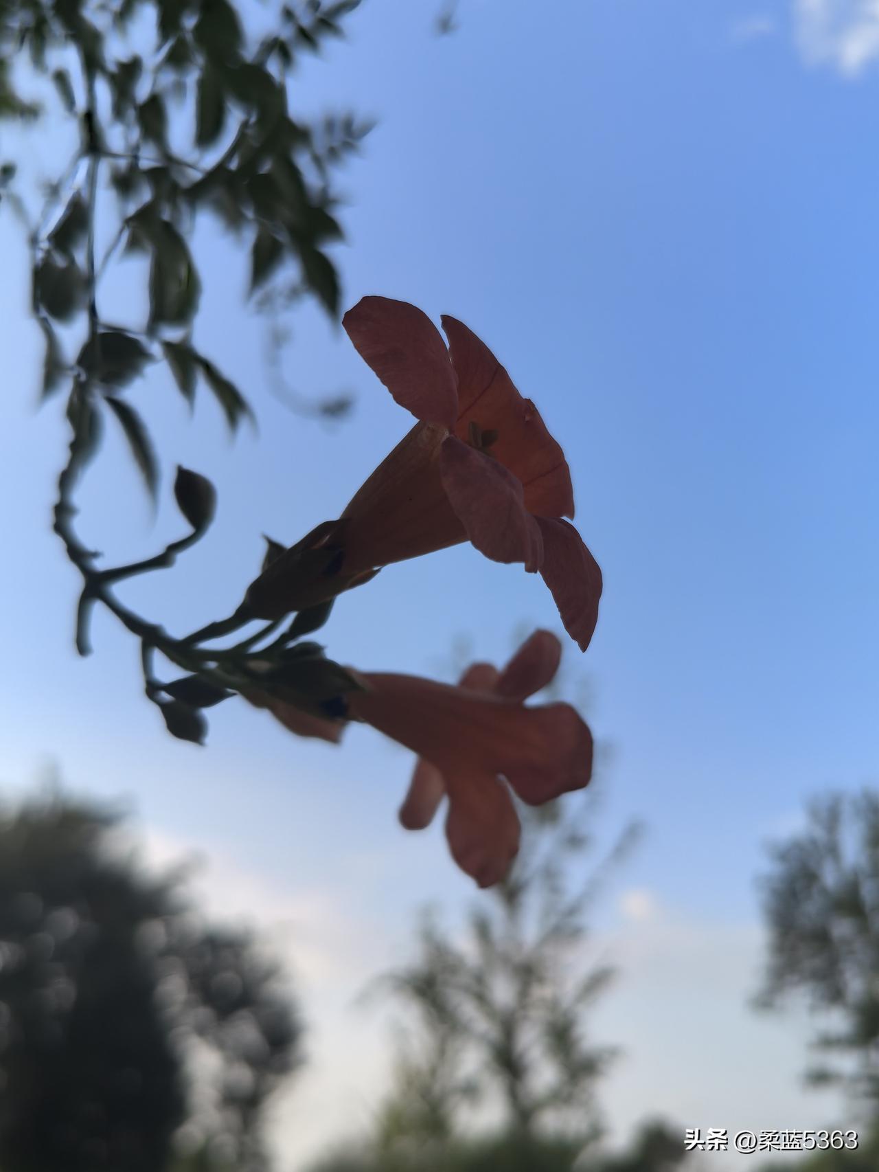 今天降温了，好凉爽。
给所有植物浇了一遍水，它们也终于算是喘了一口气，可以缓过来