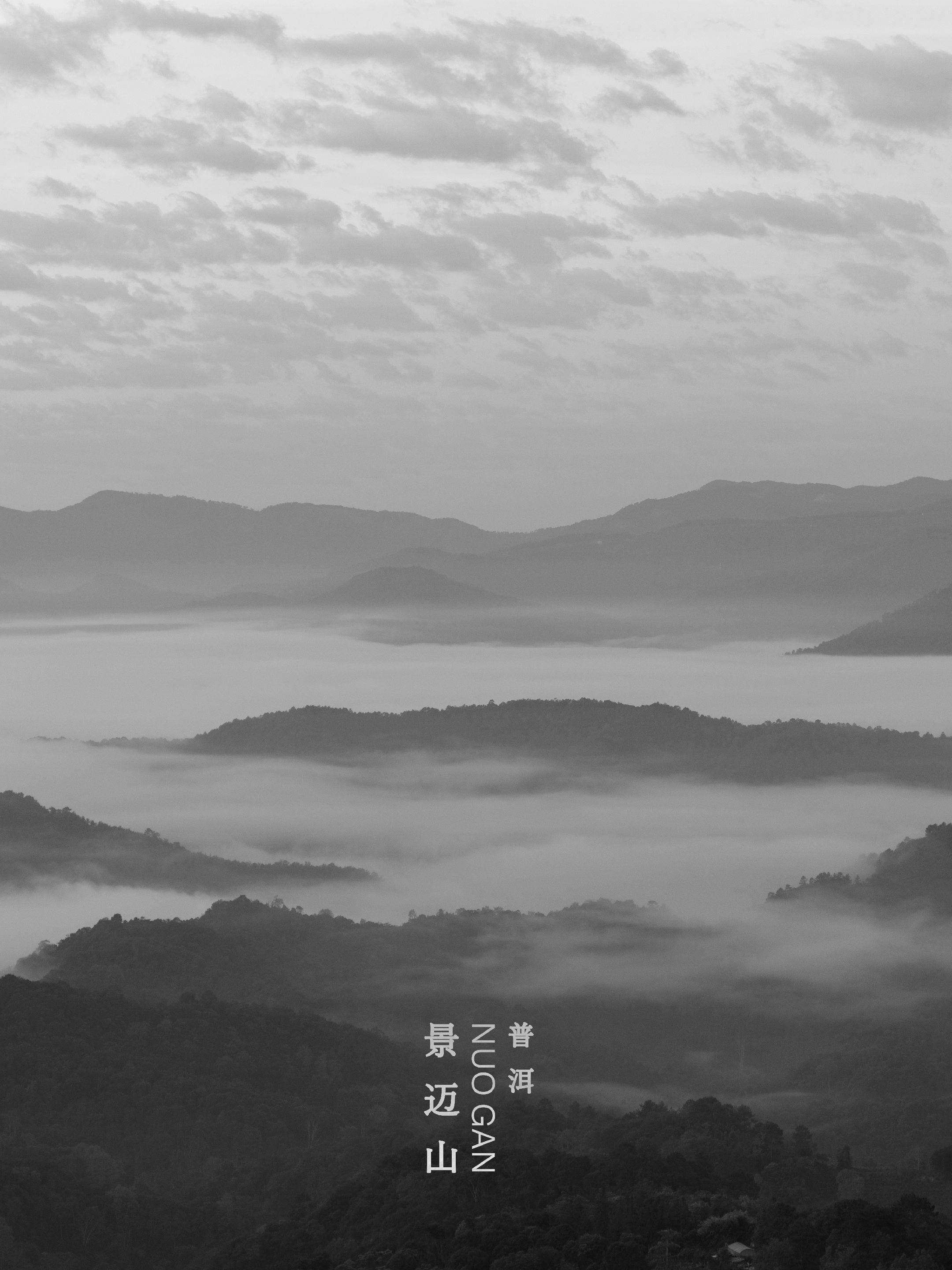 去景迈山喝茶的后劲真大！景迈山是2023年新晋的“世界遗产”，是中国第...