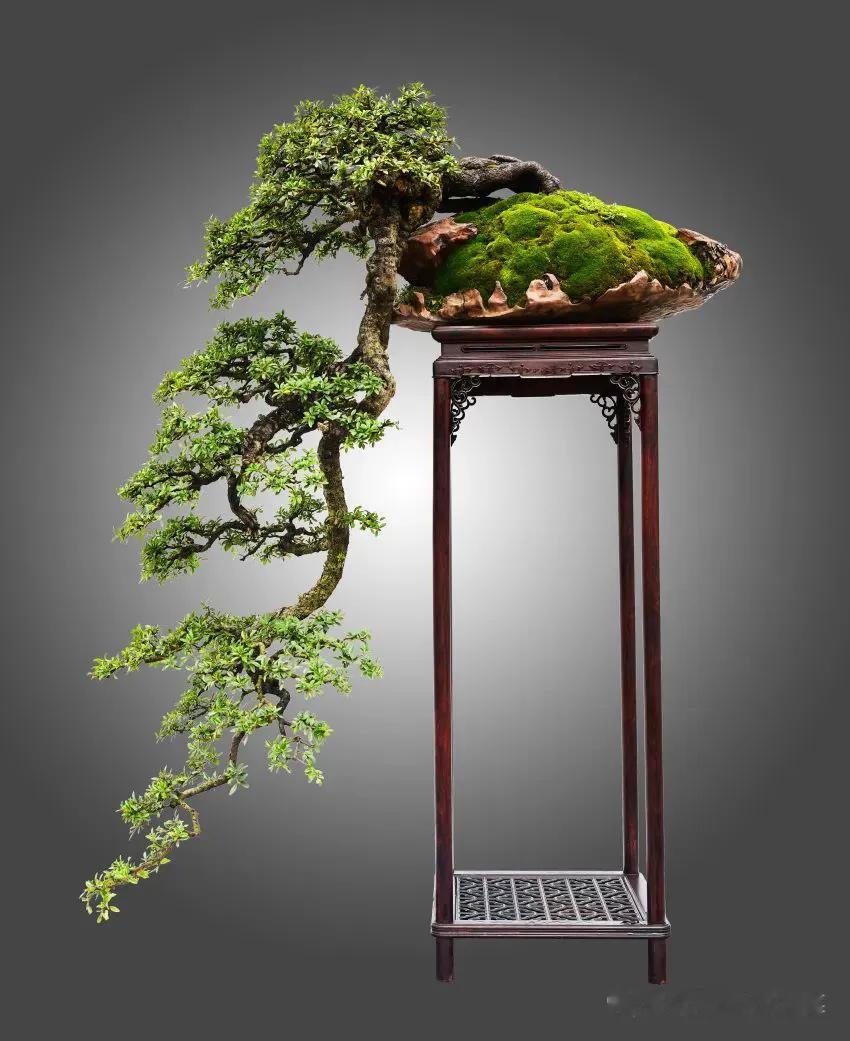 玩盆景，要是没有深厚的文化功底，还真不行。

可是，即使你有了深厚的文化功底，即