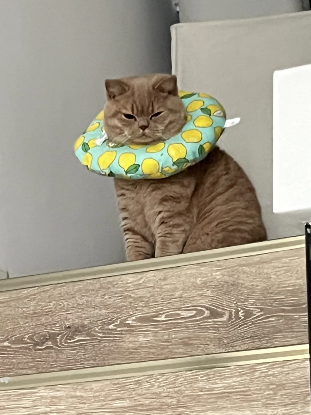跑断指甲·被迫带伊丽莎白圈·鑫🐱