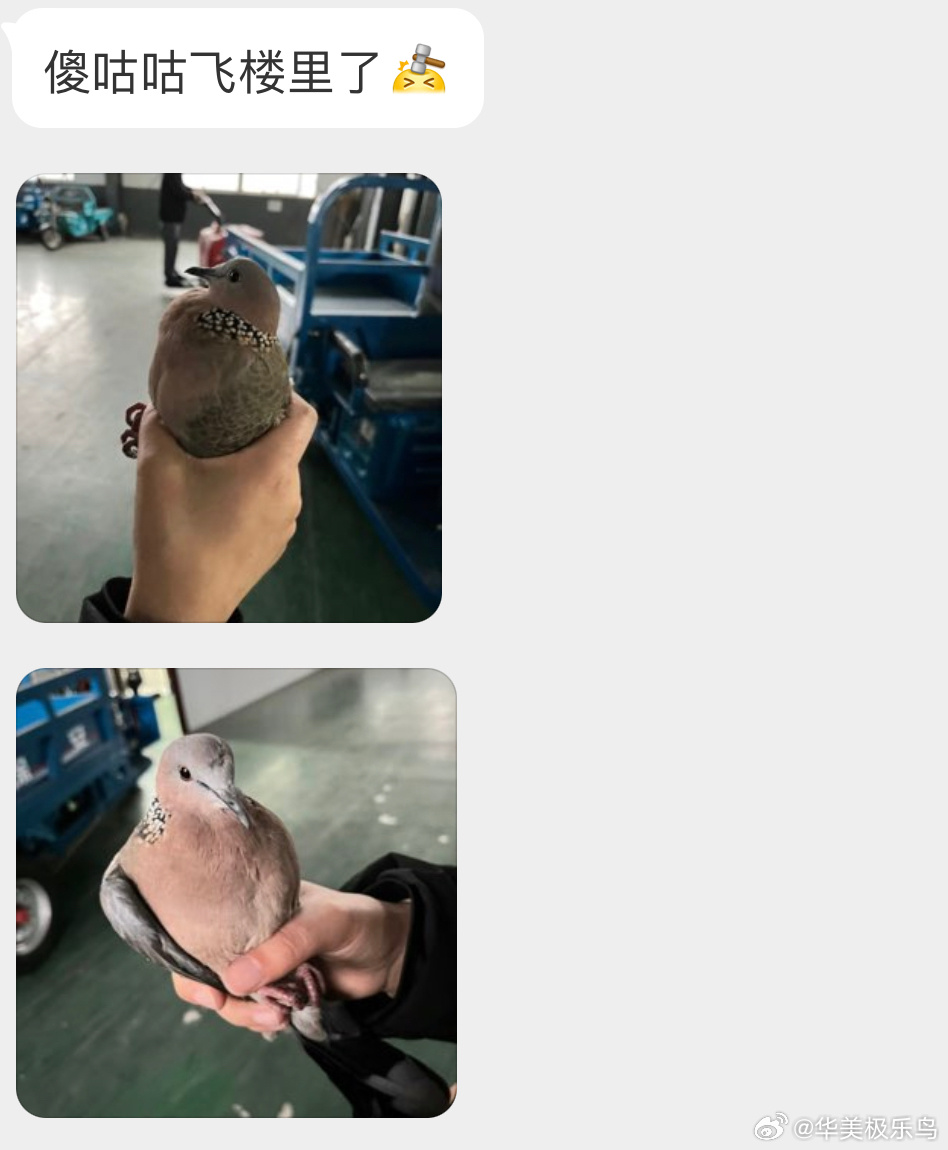 #鸟粉投稿# 把握良鸡环节飞屋里的【珠颈斑鸠】天真的小眼神🙊 ​​​