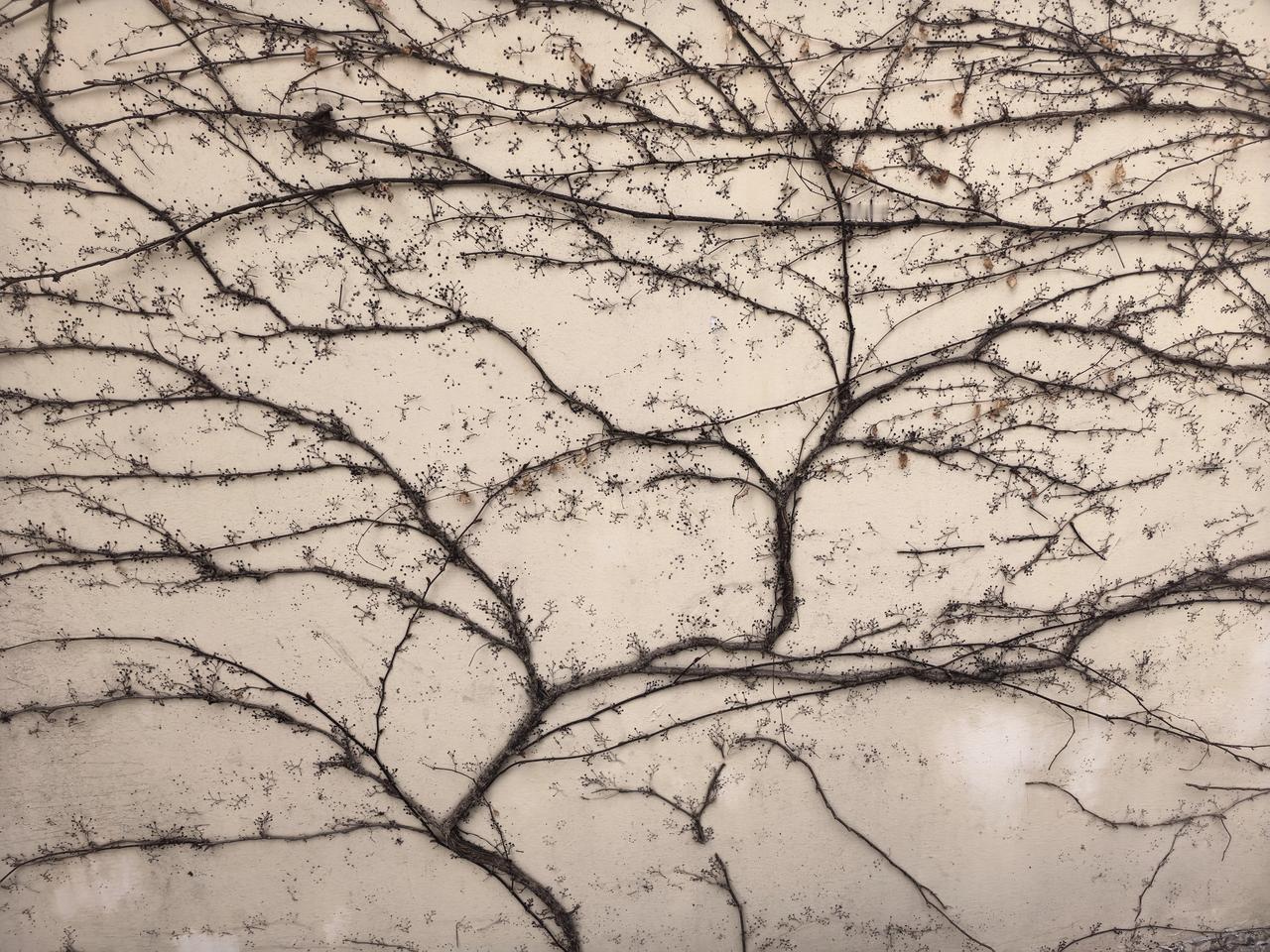 满墙的爬山虎，好像一幅幅抽象画。靠近了看，会发现苍劲错落的枝桠上，一些小嫩芽已经