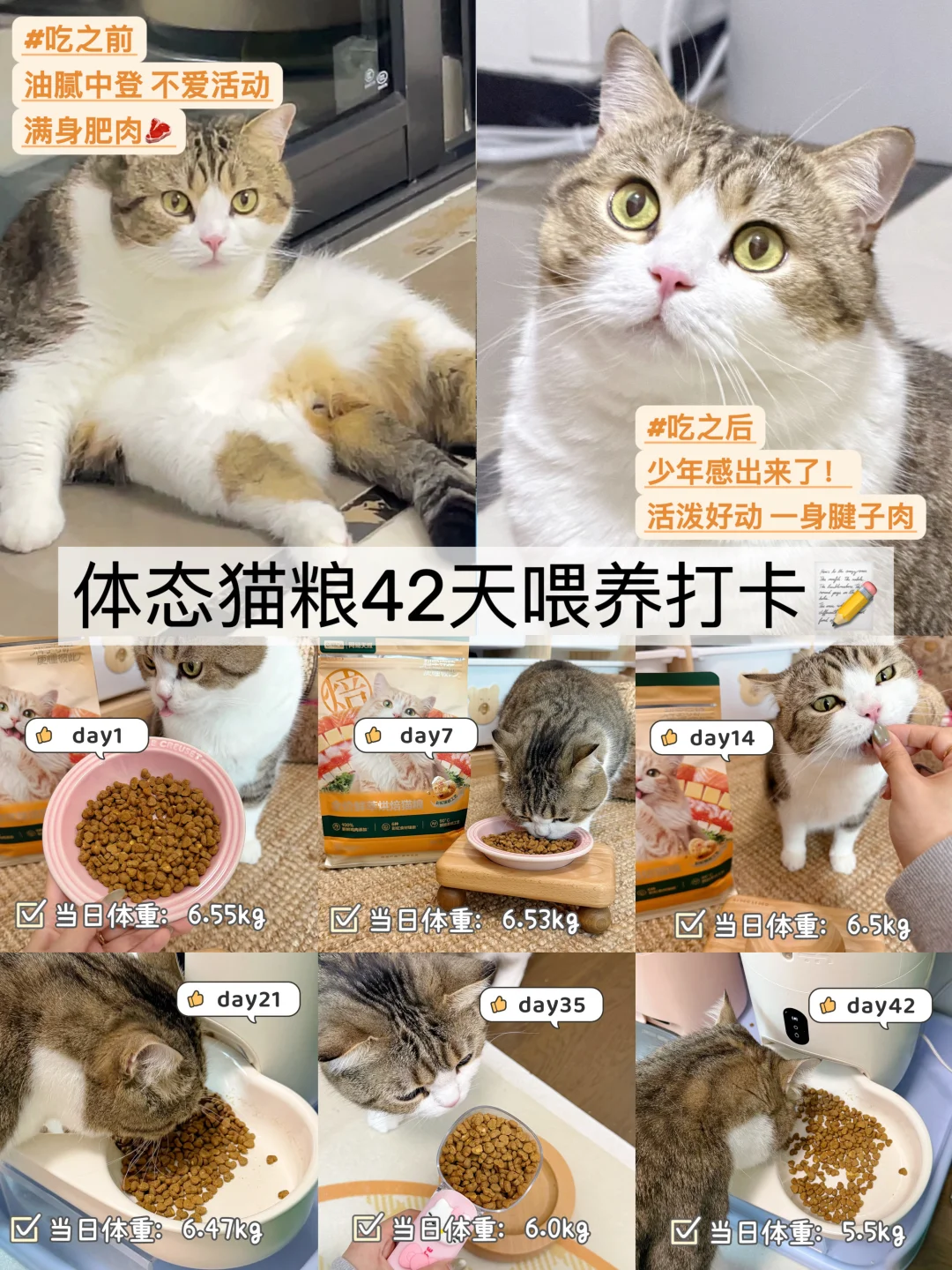 体态猫粮42天喂养打卡