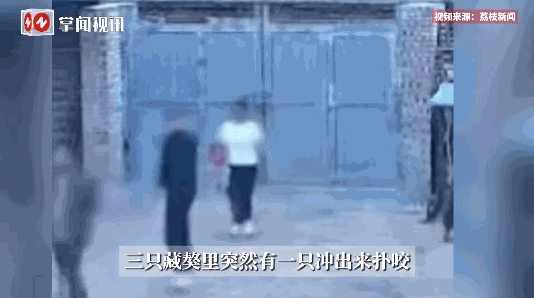 “防不胜防！”10月10日，辽宁锦州，一女子的姐夫来家里做客，谁知家里养的藏獒突