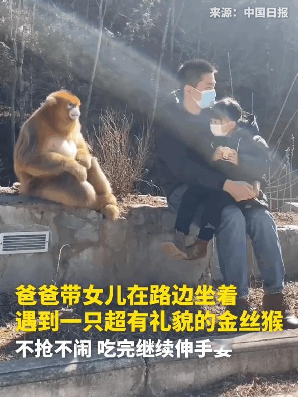 笑翻了！这只可爱的金丝猴凭借超级懂礼貌的有趣模样，直接火到新华社啦！
     